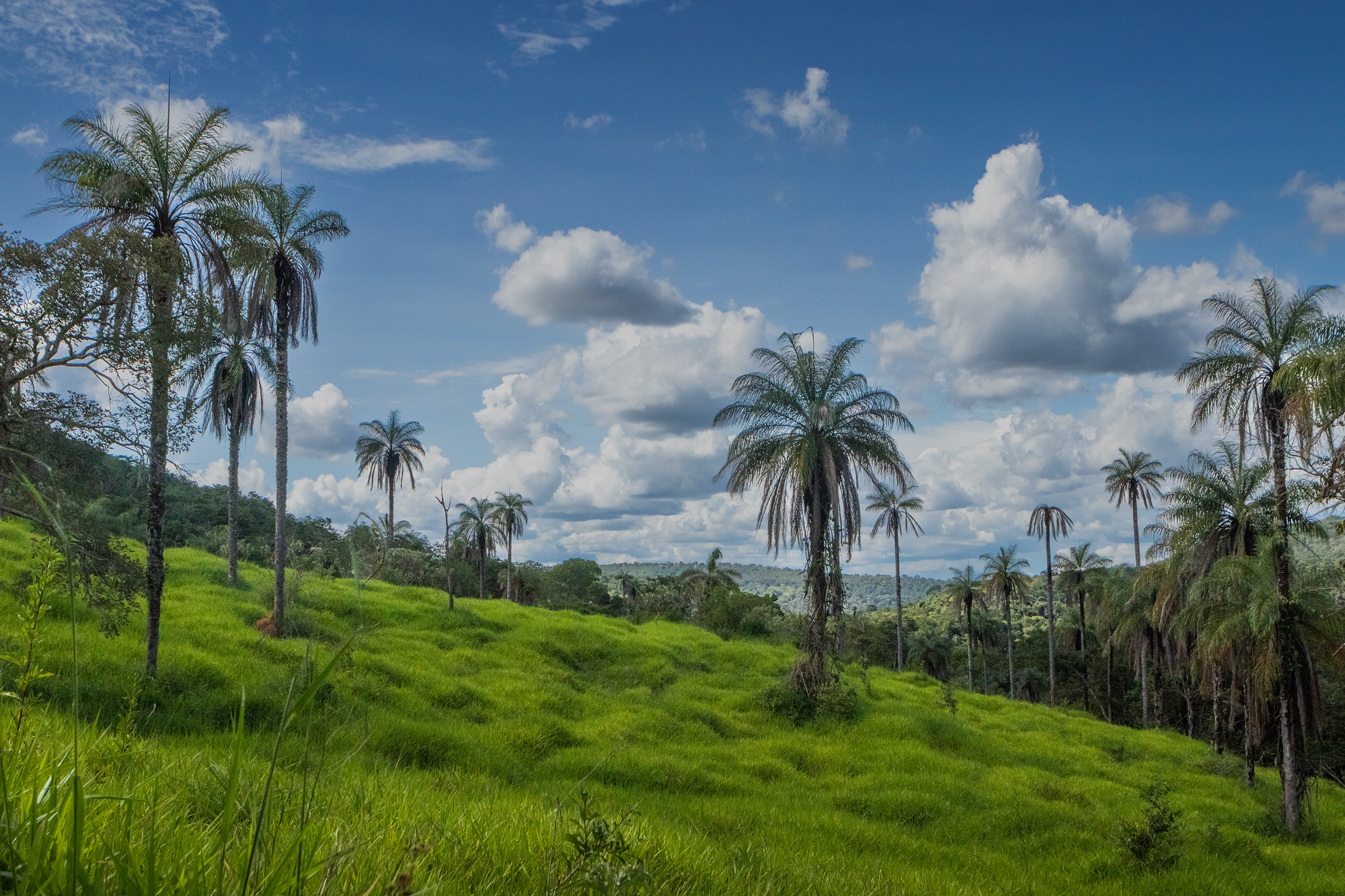 Palmeiras nativas sobre a paisagem preservada do cerrado em Terras Verdes