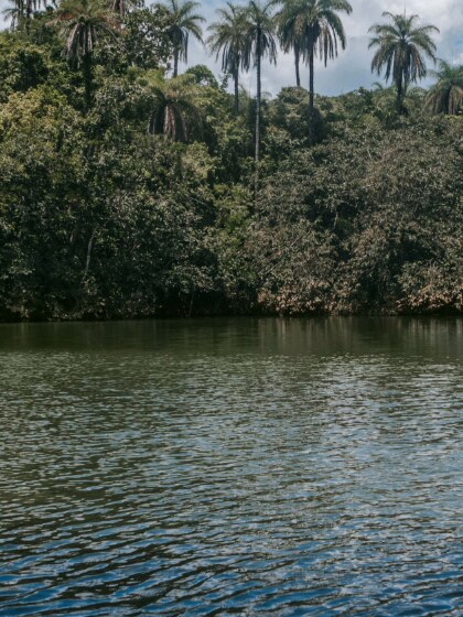 Lagoa dos Lírios cercada por palmeiras nativas